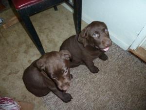 AKCChocLabPuppies